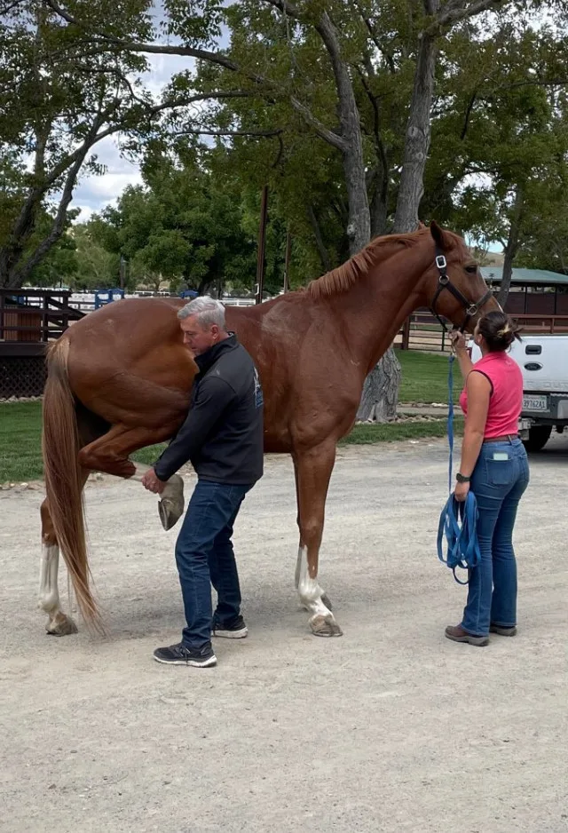 Horse receiving a Pre-Purchase Exam